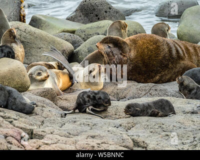 Nördlichen Pelzrobben, Callorhinus ursinus, Zucht in harems auf St. Paul, Beringmeer, Alaska Stockfoto