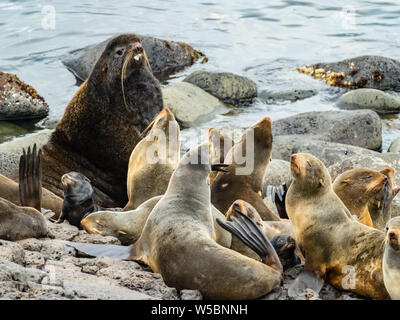 Nördlichen Pelzrobben, Callorhinus ursinus, Zucht in harems auf St. Paul, Beringmeer, Alaska Stockfoto