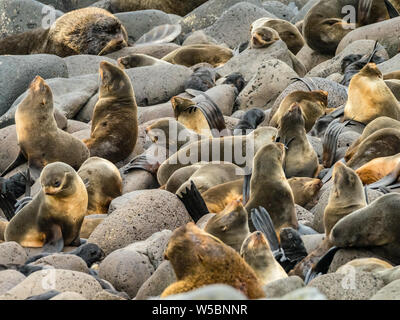 Nördlichen Pelzrobben, Callorhinus ursinus, Zucht in harems auf St. Paul, Beringmeer, Alaska Stockfoto