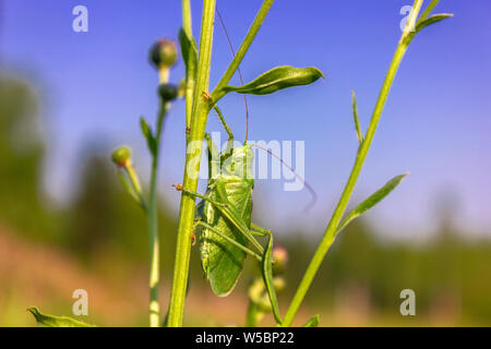 Tettigonia Viridissima. Heuschrecke grün, oder Heuschrecke gewöhnlichen - eine Art von Insekten aus der Familie der Echten Heuschrecken der Ordnung Orthoptera. Stockfoto