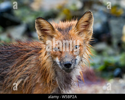 Ein roter Fuchs, Volpes volpes Jagd in der Gezeitenzone der Geographischen Hafen, Katmai National Park, Alaska Stockfoto