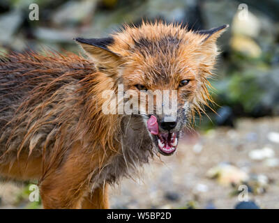 Ein roter Fuchs, Volpes volpes Jagd in der Gezeitenzone der Geographischen Hafen, Katmai National Park, Alaska Stockfoto