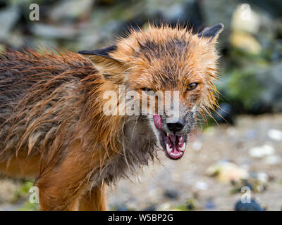 Ein roter Fuchs, Volpes volpes Jagd in der Gezeitenzone der Geographischen Hafen, Katmai National Park, Alaska Stockfoto