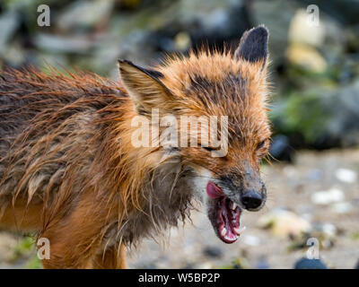 Ein roter Fuchs, Volpes volpes Jagd in der Gezeitenzone der Geographischen Hafen, Katmai National Park, Alaska Stockfoto