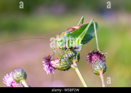 Tettigonia Viridissima. Heuschrecke grün, oder Heuschrecke gewöhnlichen - eine Art von Insekten aus der Familie der Echten Heuschrecken der Ordnung Orthoptera. Stockfoto