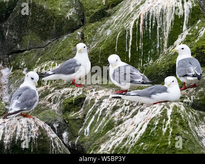 Red-legged Dreizehenmöwen auf Ariy kamen Insel weg Bering Insel im Bering Meer von Russland Stockfoto