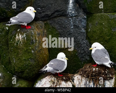 Red-legged Dreizehenmöwen auf Ariy kamen Insel weg Bering Insel im Bering Meer von Russland Stockfoto