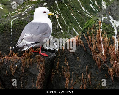 Red-legged Dreizehenmöwen auf Ariy kamen Insel weg Bering Insel im Bering Meer von Russland Stockfoto