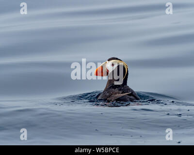 Eine Getuftete puffin, Fratercula cirrhata, in den Ozean weg Bering Insel, Russland Stockfoto