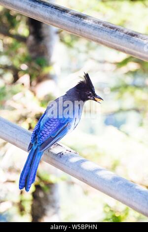 Vertikale Nahaufnahme eines Vogels vom Typ steller's jay Auf einem Metallgeländer in einem Park Stockfoto