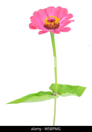 Zinnia rosa Blume isolieren auf Weiß Stockfoto