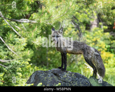 Nach Mutter Red Fox, Vulpes vulpes, Leigh in der Nähe ihrer Höhle am See, Grand Teton National Park, Wyoming, USA. Stockfoto