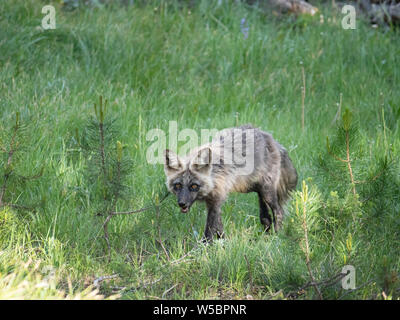 Nach Mutter Red Fox, Vulpes vulpes, Leigh in der Nähe ihrer Höhle am See, Grand Teton National Park, Wyoming, USA. Stockfoto