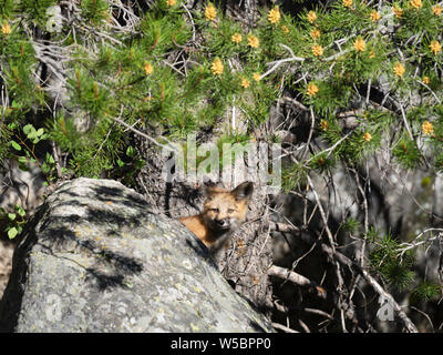 Red fox Kit, Vulpes vulpes, ca. 2 Monate alt, in der Nähe seiner Höhle am Leigh See, Grand Teton National Park, Wyoming, USA. Stockfoto