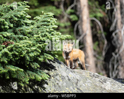 Red fox Kit, Vulpes vulpes, ca. 2 Monate alt, in der Nähe seiner Höhle am Leigh See, Grand Teton National Park, Wyoming, USA. Stockfoto