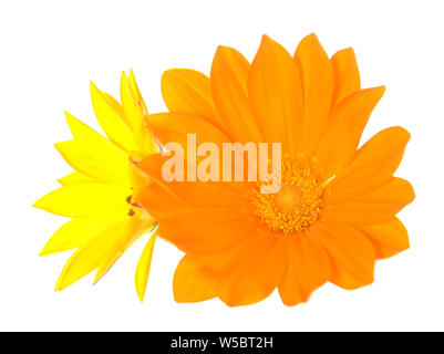Orange und Gelb Gazania Blumen auf Weiß isoliert Stockfoto