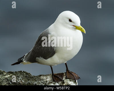 Schwarze Kittiwake, Rissa tridactyla auf St. Paul Island auf den Pribilof Islands Alaskas. USA Stockfoto