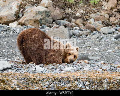 Braunbär, Ursus arctos, auf der shoreling der Kronotsky Naturschutzgebiet, Kamtschatka, Russland Stockfoto