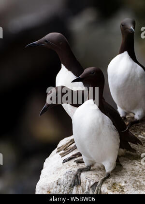 Gemeine Murre, Uria Aalge, ein Nistseevild an den Klippen von St. Paul Island in den Pribilofs, Alaska, USA Stockfoto