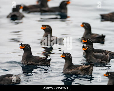 Crested Auklets, Aethia cristatella Ariy kamen, aus der Insel in der Nähe von Bering Insel im Fernen Osten Russiian der Aleutian chain Stockfoto