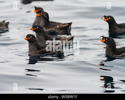 Crested Auklets, Aethia cristatella Ariy kamen, aus der Insel in der Nähe von Bering Insel im Fernen Osten Russiian der Aleutian chain Stockfoto