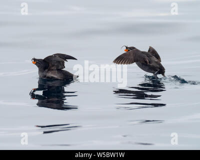 Crested Auklets, Aethia cristatella Ariy kamen, aus der Insel in der Nähe von Bering Insel im Fernen Osten Russiian der Aleutian chain Stockfoto