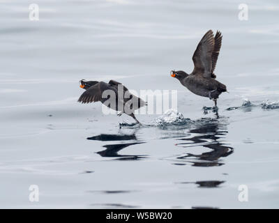 Crested Auklets, Aethia cristatella Ariy kamen, aus der Insel in der Nähe von Bering Insel im Fernen Osten Russiian der Aleutian chain Stockfoto