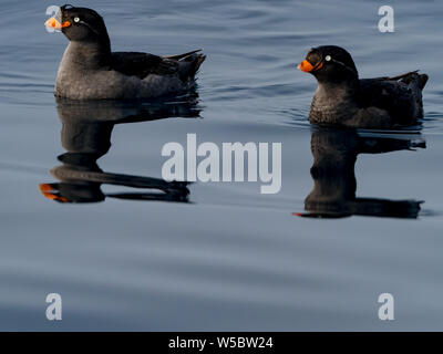 Crested Auklets, Aethia cristatella Ariy kamen, aus der Insel in der Nähe von Bering Insel im Fernen Osten Russiian der Aleutian chain Stockfoto