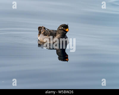 Crested Auklets, Aethia cristatella Ariy kamen, aus der Insel in der Nähe von Bering Insel im Fernen Osten Russiian der Aleutian chain Stockfoto