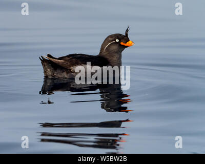 Crested Auklets, Aethia cristatella Ariy kamen, aus der Insel in der Nähe von Bering Insel im Fernen Osten Russiian der Aleutian chain Stockfoto