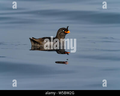 Crested Auklets, Aethia cristatella Ariy kamen, aus der Insel in der Nähe von Bering Insel im Fernen Osten Russiian der Aleutian chain Stockfoto