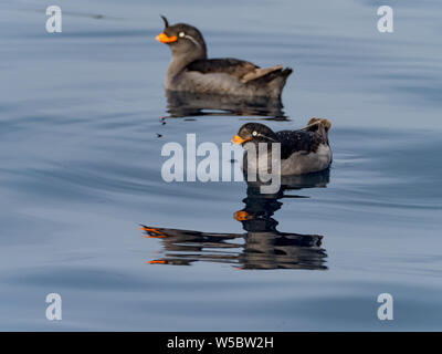 Crested Auklets, Aethia cristatella Ariy kamen, aus der Insel in der Nähe von Bering Insel im Fernen Osten Russiian der Aleutian chain Stockfoto