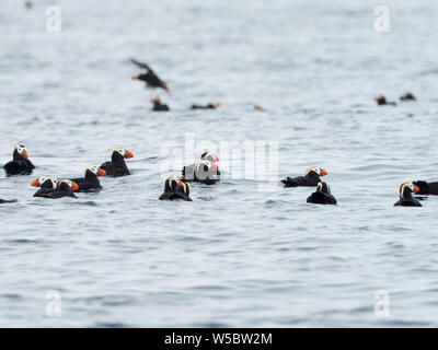 Eine Herde von Getuftete Puffin, Fratercula cirrhata auf dem Wasser im Baby Inseln der Aleutians, Alaska, USA Stockfoto