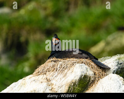 Nesting red-faced Cormorant, Dendrocopos urile, auf Ariy Kamen, Bering Insel, Russland Aleutians Stockfoto