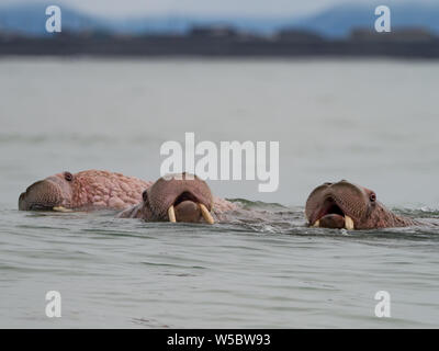 Eine Gruppe von Pazifischen Walross, Odobenus rosmarus, in den Ozean weg von Meynypilgyno, Tschukotka, im Fernen Osten Russlands Stockfoto