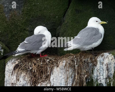 Red-legged Dreizehenmöwen auf Ariy kamen Insel weg Bering Insel im Bering Meer von Russland Stockfoto