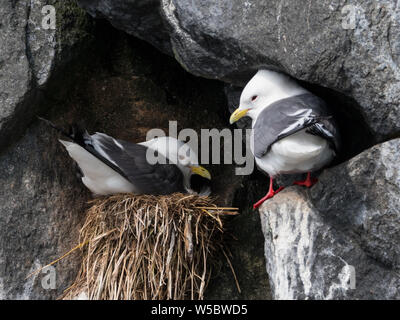 Red-legged Dreizehenmöwen auf Ariy kamen Insel weg Bering Insel im Bering Meer von Russland Stockfoto