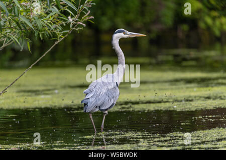 Graureiher (Ardea cinerea) Stockfoto