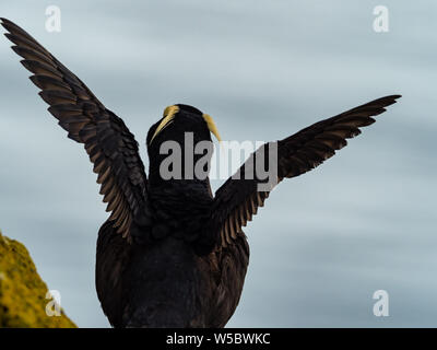 Getuftete Puffin, Fratercula cirrhata, einem beliebten seabird von Vogel Fotografen auf den Klippen von St. Paul, Pribilofs, Beringmeer, Alaska, USA Stockfoto