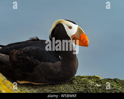 Getuftete Puffin, Fratercula cirrhata, einem beliebten seabird von Vogel Fotografen auf den Klippen von St. Paul, Pribilofs, Beringmeer, Alaska, USA Stockfoto