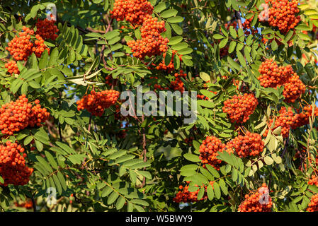 Branchen mit reife Beeren rot mointain Asche als Herbst natürlichen Hintergrund Stockfoto