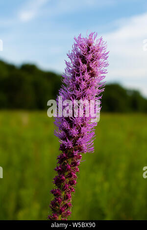 Blazing Star wildflower Wie die Sonne beginnt an einem Sommerabend zu setzen. Dixon Wasservögel Zuflucht, Putnam County, Illinois Stockfoto