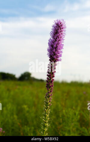 Blazing Star wildflower Wie die Sonne beginnt an einem Sommerabend zu setzen. Dixon Wasservögel Zuflucht, Putnam County, Illinois Stockfoto