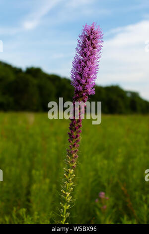 Blazing Star wildflower Wie die Sonne beginnt an einem Sommerabend zu setzen. Dixon Wasservögel Zuflucht, Putnam County, Illinois Stockfoto