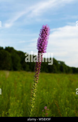 Blazing Star wildflower Wie die Sonne beginnt an einem Sommerabend zu setzen. Dixon Wasservögel Zuflucht, Putnam County, Illinois Stockfoto