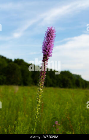 Blazing Star wildflower Wie die Sonne beginnt an einem Sommerabend zu setzen. Dixon Wasservögel Zuflucht, Putnam County, Illinois Stockfoto