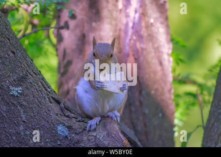 Eichhörnchen im Baum essen Cracker Stockfoto