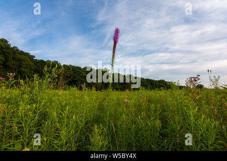 Blazing Star wildflower Wie die Sonne beginnt an einem Sommerabend zu setzen. Dixon Wasservögel Zuflucht, Putnam County, Illinois Stockfoto