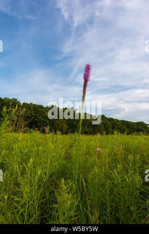 Blazing Star wildflower Wie die Sonne beginnt an einem Sommerabend zu setzen. Dixon Wasservögel Zuflucht, Putnam County, Illinois Stockfoto