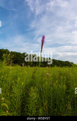 Blazing Star wildflower Wie die Sonne beginnt an einem Sommerabend zu setzen. Dixon Wasservögel Zuflucht, Putnam County, Illinois Stockfoto